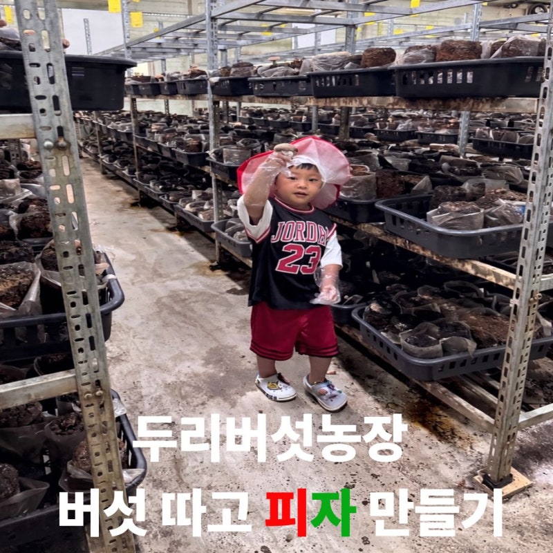 인천 계양구 두리 버섯농장 체험 후기｜아이와 버섯수확부터 피자 만들기까지