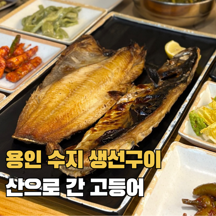  용인 수지 생선구이 맛집 산으로 간 고등어 주말 웨이팅