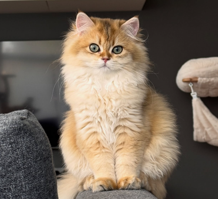  귀여운 고양이 브리티쉬 숏헤어 브리티시 롱헤어 차이점