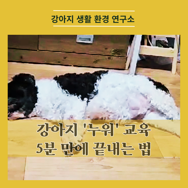  강아지 "누워" 교육, 5분 만에 끝내는 법
