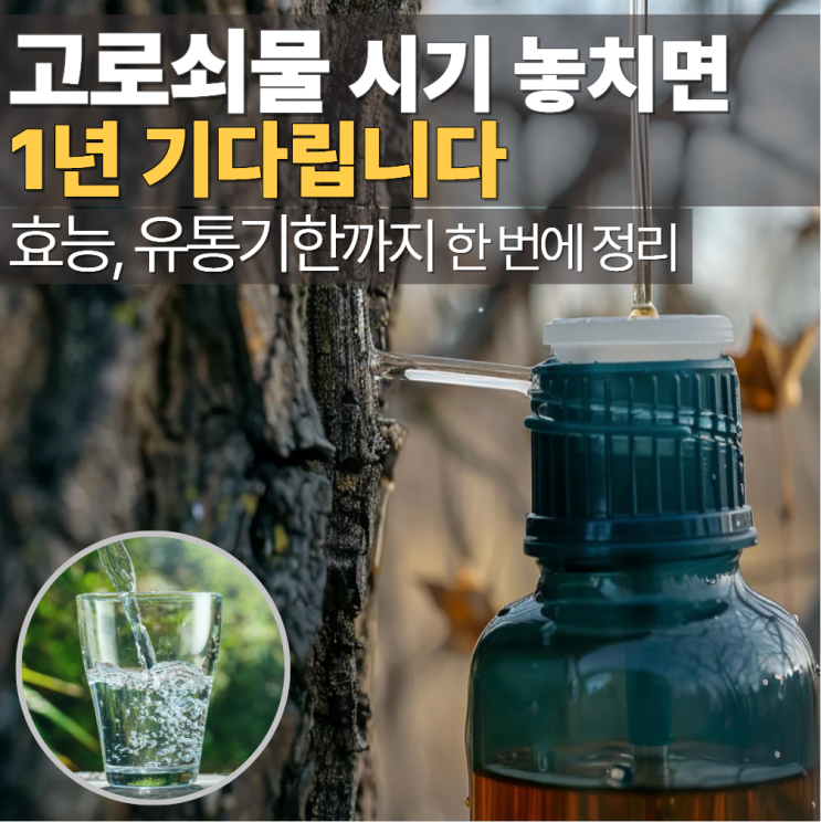  고로쇠물 효능 부작용 제철 시기 유통기한
