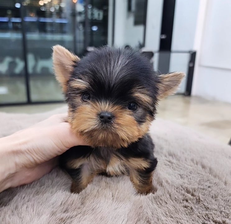  요즘 보기 힘든 요크셔테리어, 이번달만 세번째 입소한 사연 세종 강아지분양 원독
