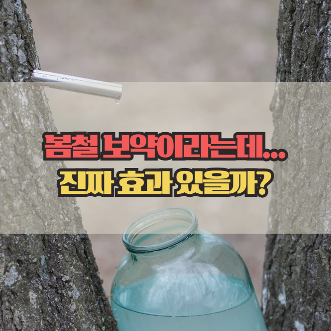  고로쇠물 효능 6가지, 진짜 봄철 보약일까?