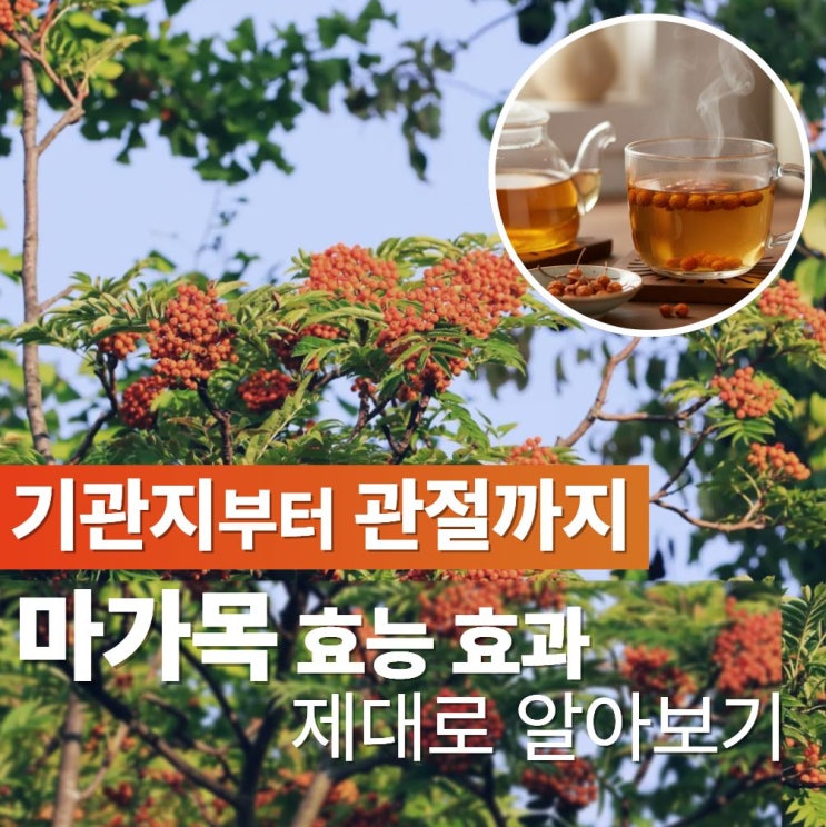  마가목 효능 효과 6가지 주의할점