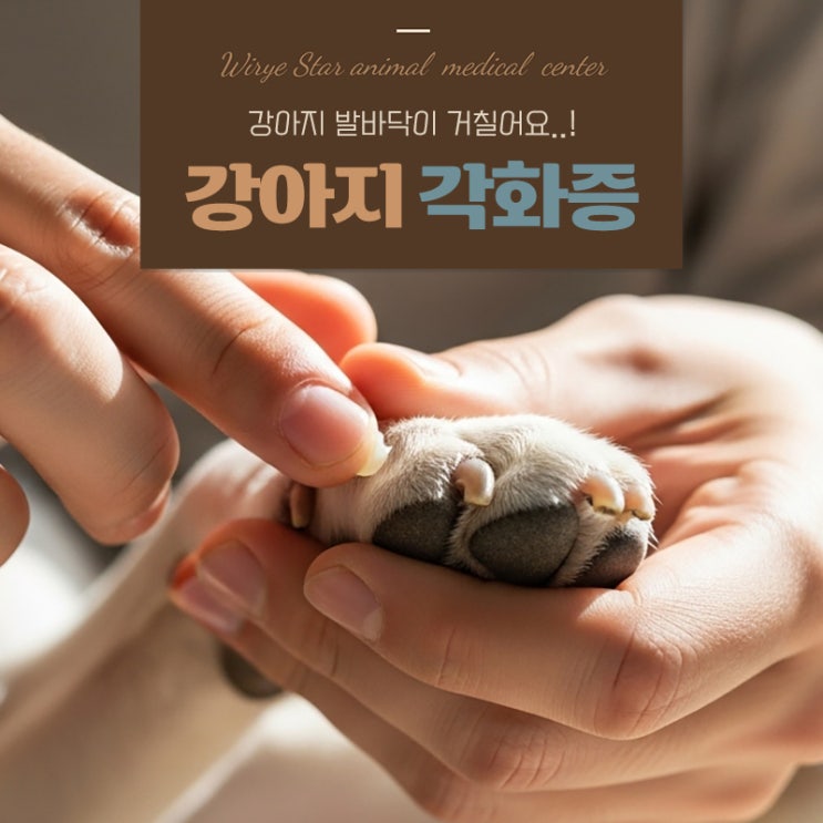  강아지 발바닥 각화증, 딱딱하게 굳고 갈라지는 발 케어 방법
