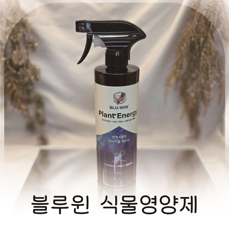  반려식물 루틴 실내식물 뿌리관리 대유 블루윈플랜트에너지