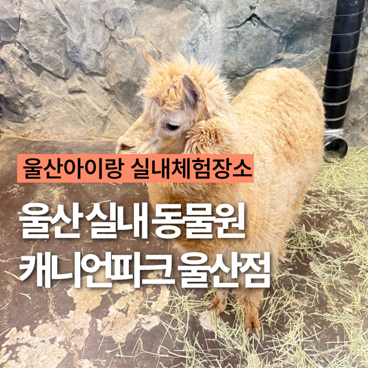  울산 아이랑가볼만한곳 실내 동물원 체험 캐니언파크