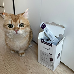 고양이 투약보조제 시그니처바이 P/A 츄르 내돈내산 리뷰