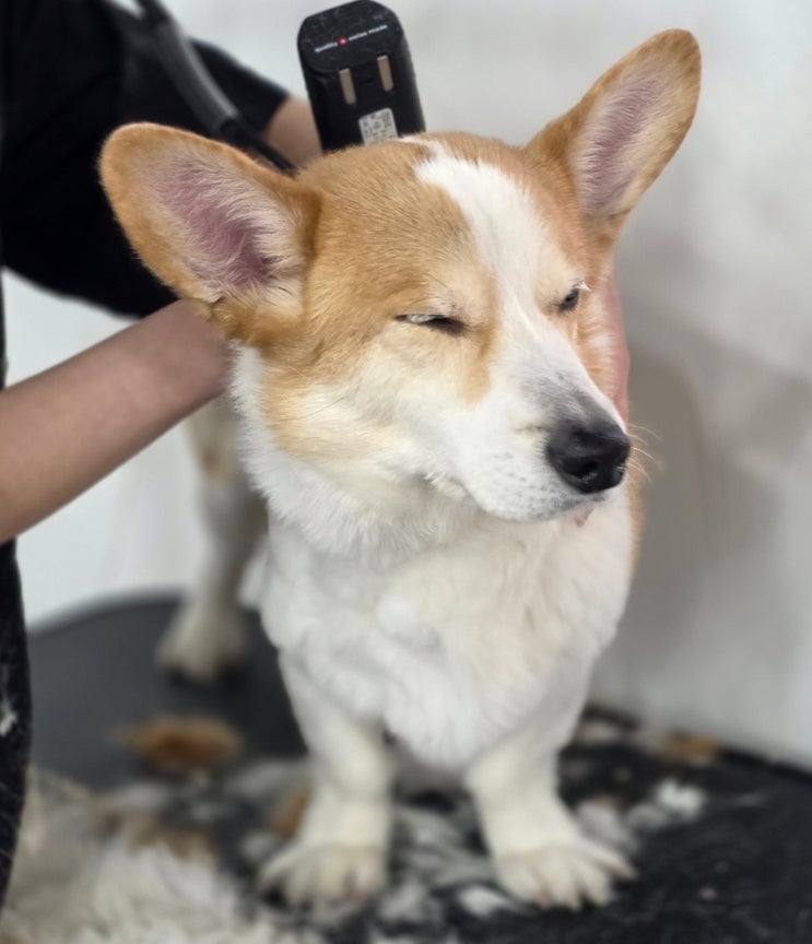  양산애견미용학원 비용과 창업 현실 수익 구조