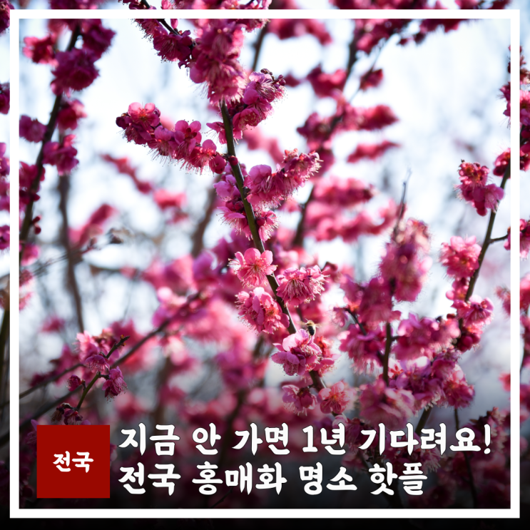  전국 홍매화 명소 서울 등, 지금 안가면 1년 기다려요