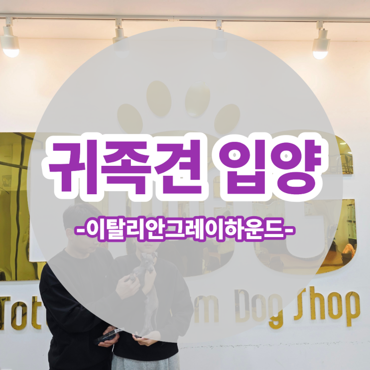  합사 걱정했는데 첫눈에 반한 이탈리안그레이하운드 , 세종 강아지분양 원독