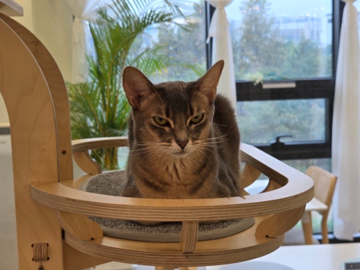  아비시니안 고양이 반전 성격, 알고 보면 더 매력적