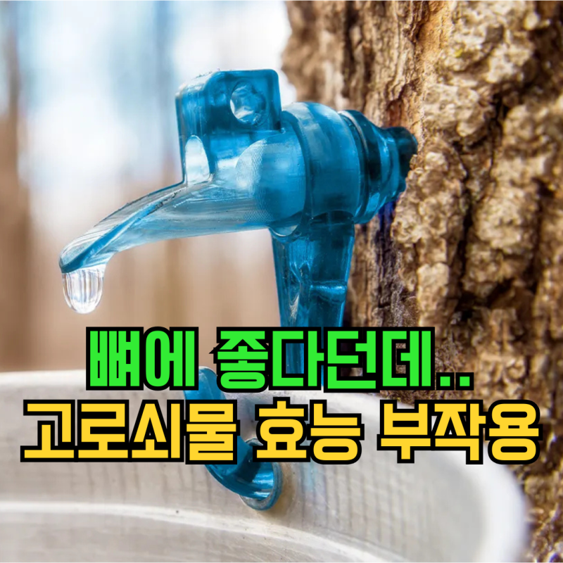 고로쇠물 효능 부작용, 고로쇠수액이 뼈에 좋다는데 믿어도 될까요?