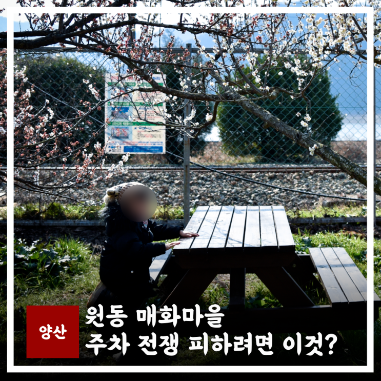  원동 매화마을 축제 주차 전쟁 피하려면? 기차 여행이 정답인 이유