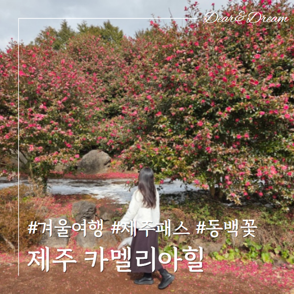 제주 겨울여행 2월 가볼만한곳♡카멜리아힐 동백꽃 구경