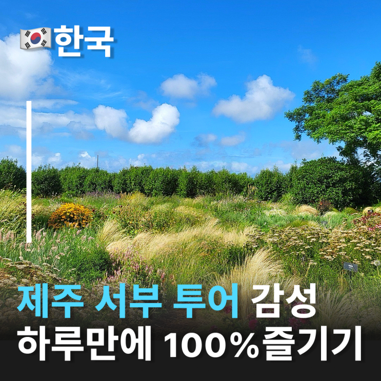  제주감성 서부투어 렌트 없이 즐기는 제주도버스투어 제주도투어 고민된다면?
