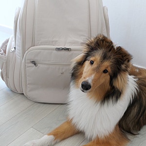 쏘오옥 백팩 XL 내돈내산 후기 ssoook backpack xl
