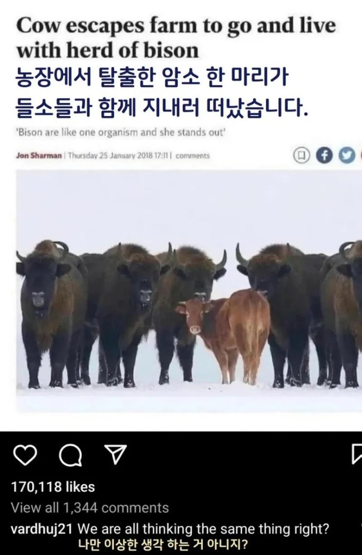  암소 NTR.jpg