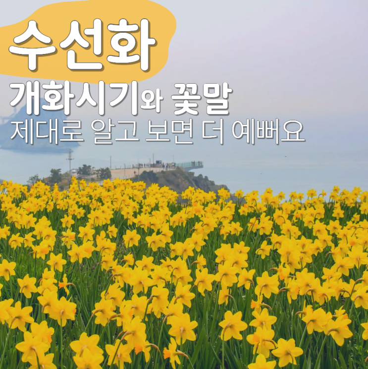 수선화 개화시기 피는 시기 꽃말