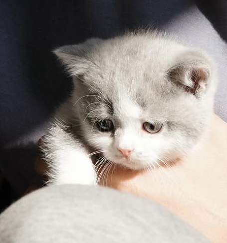  새끼 고양이 눈뜨는 시기 이갈이 시기 고양이 성장과정