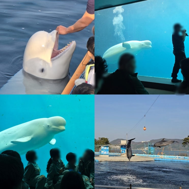  거제 씨월드 벨루가 체험 돌고래 쇼 아쿠아리움