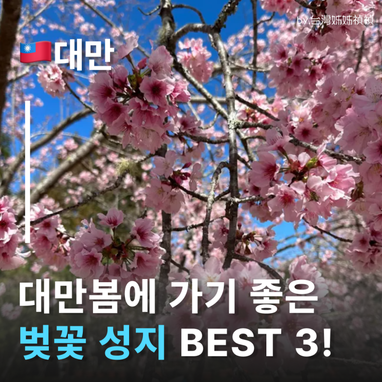  대만벚꽃 인생샷 성지 BEST 3! 대만날씨 & 대만봄 여행 꿀팁 총정리