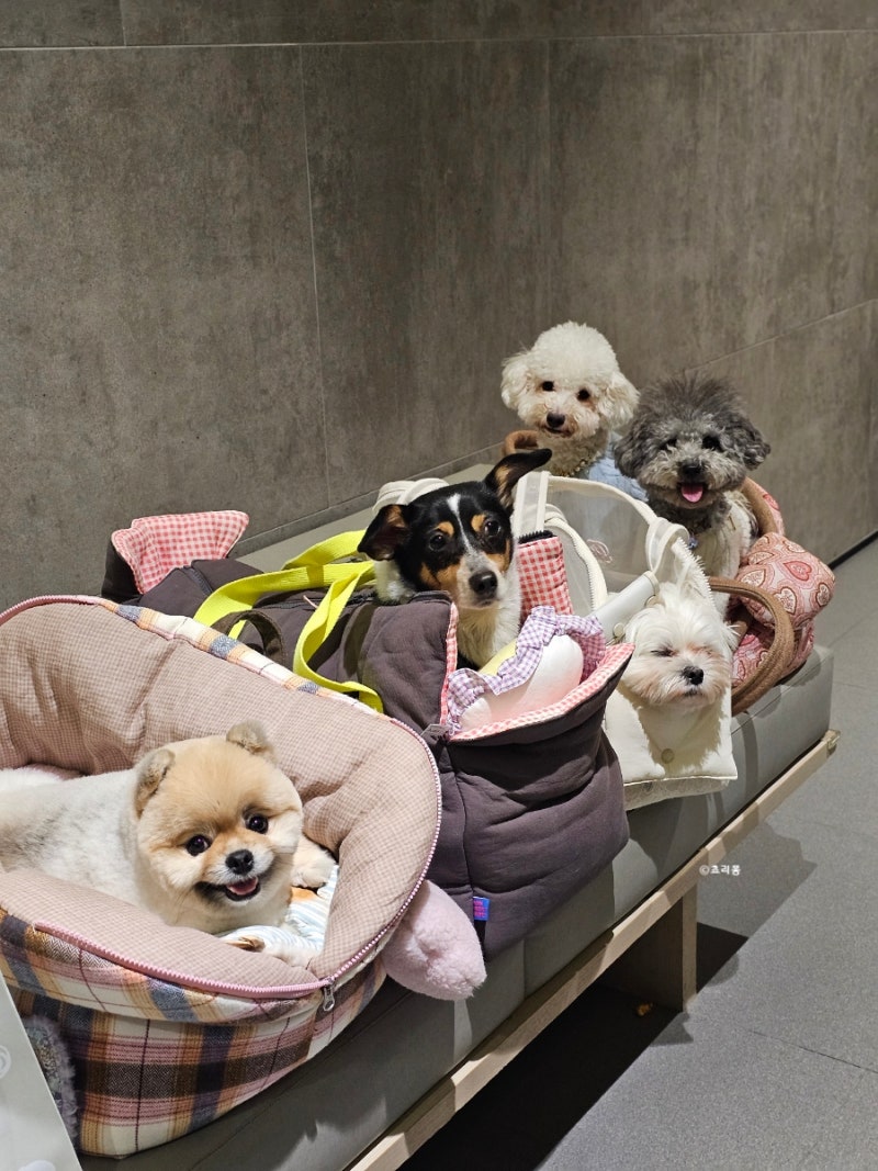 판교현대 백화점 강아지 용품점 루이독 지갑털었어요