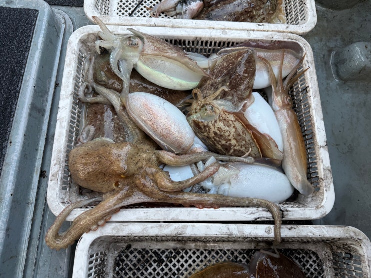  2월 18일 제주 갑오징어 조황-!!