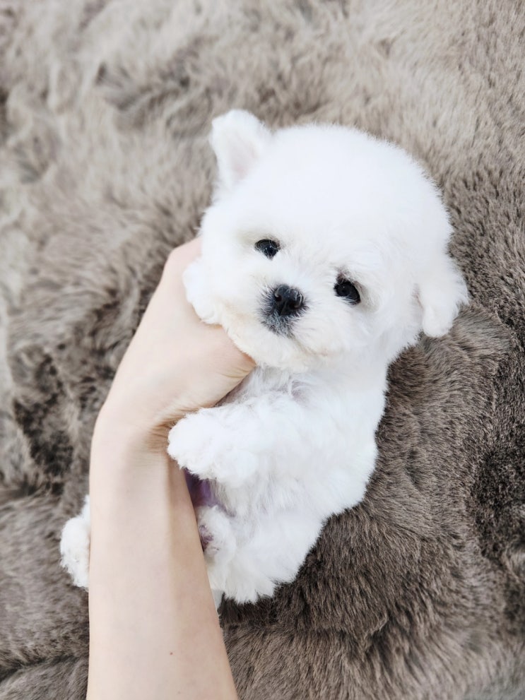 오늘 입소 미니비숑 분양 모량 빵빵한 공주님 왔어요 세종 강아지분양 원독