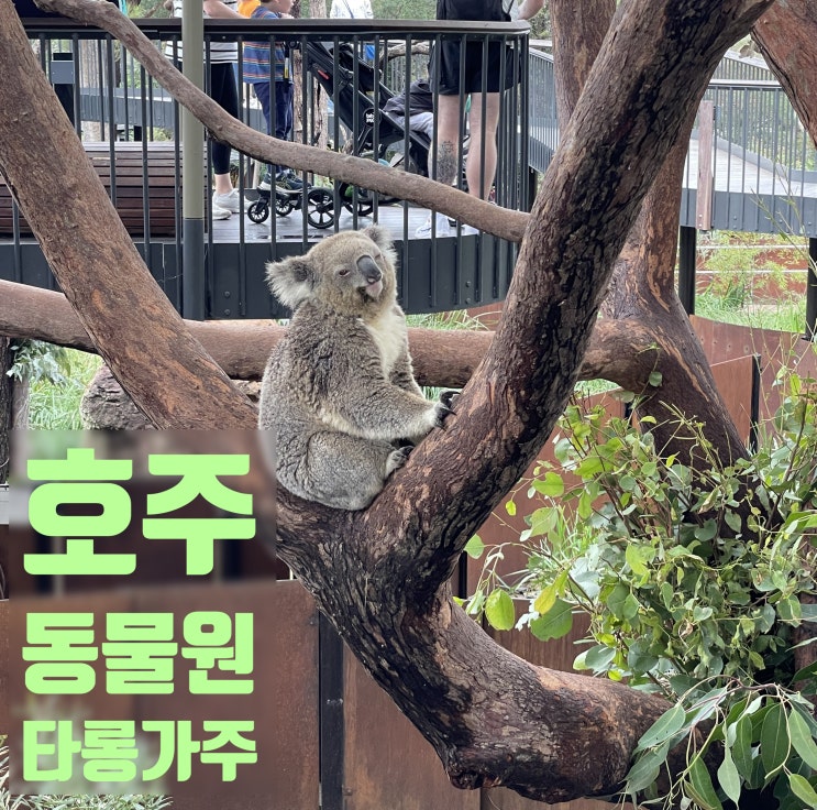  호주 시드니 동물원 타롱가주 방문해야 하는 이유