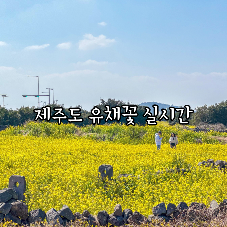  제주도 유채꽃 명소 광치기해변 산방산 유채꽃 실시간