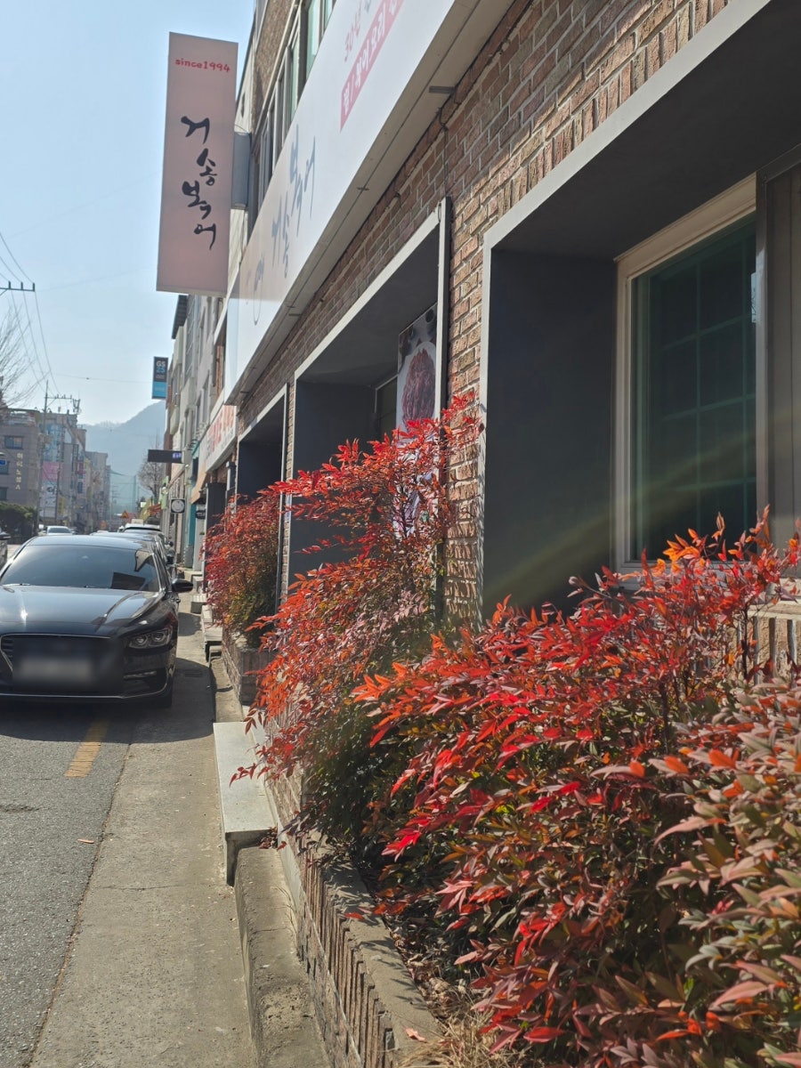 거송복어 사진 5