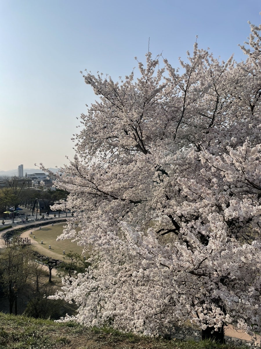 Halriseu Jeonbukgochangjeom photo 6