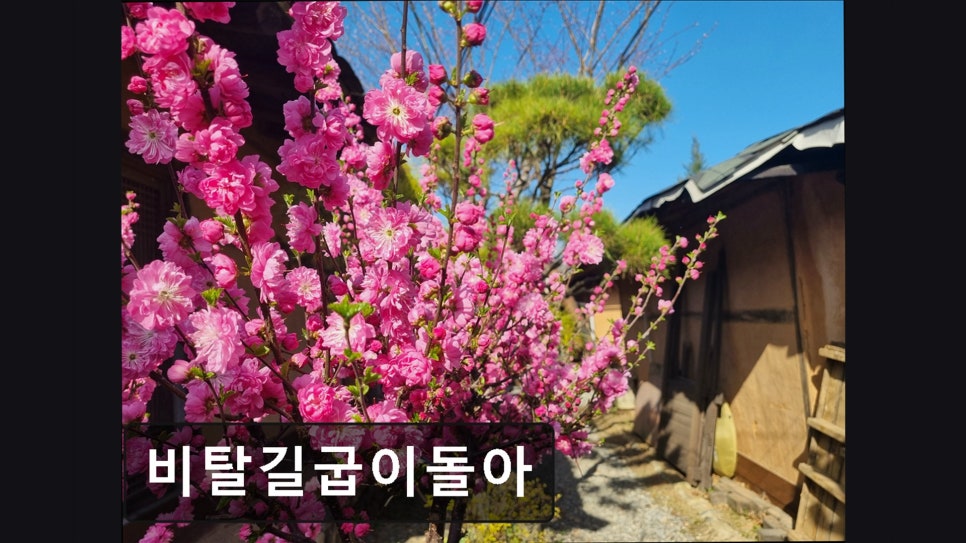 비탈길굽이돌아 사진 4