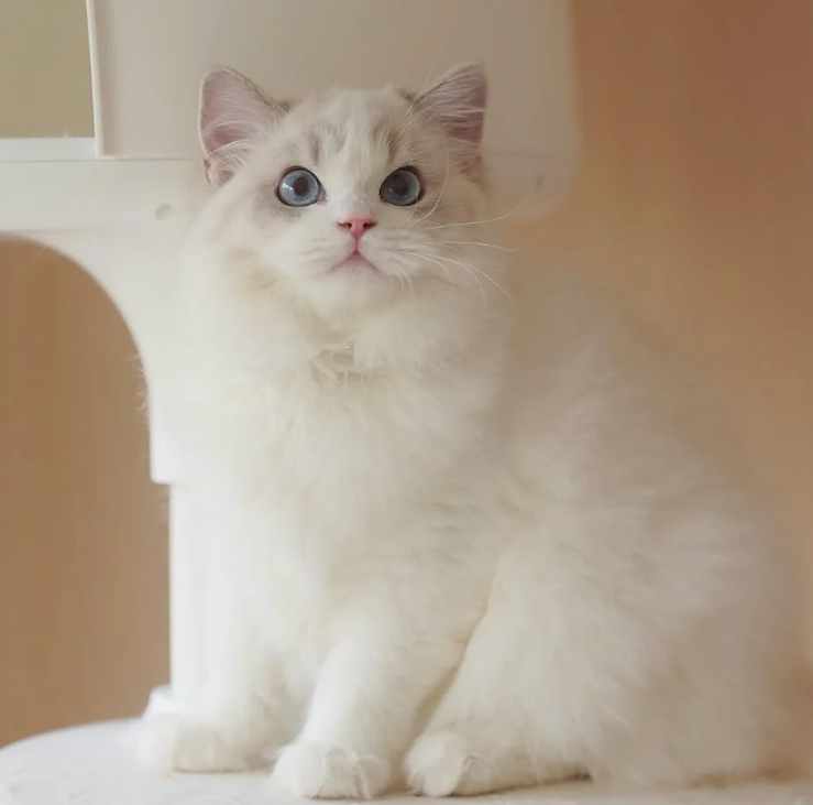  랙돌 고양이 품종, 대형묘 개냥이 렉돌 성격 분양가 톺아보기