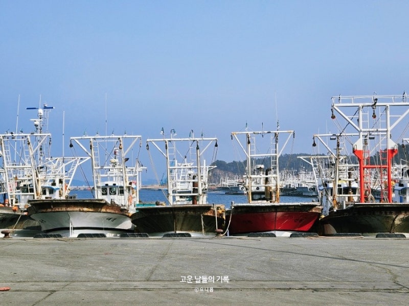 서천 홍원항 수산시장 새조개 횟집 경매 시간