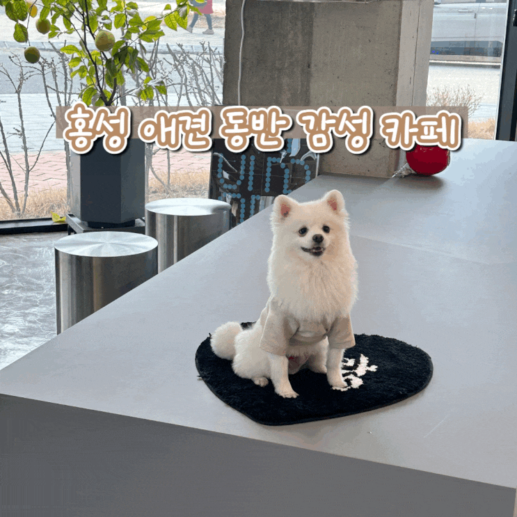  홍성 내포 애견 동반 감성 카페 케이크 맛집 먼동