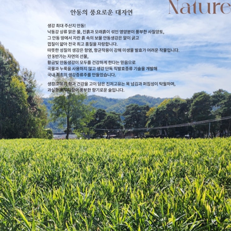  #진저고유_안동