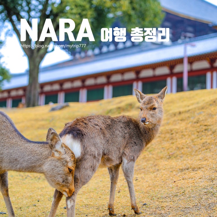  ⑤ 나라 여행 총정리｜당일치기 코스·동선·먹거리 한 번에 정리
