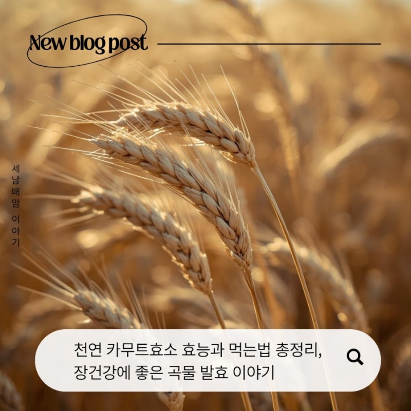 천연 카무트효소 효능과 먹는법 총정리, 장건강에 좋은 곡물 발효 이야기