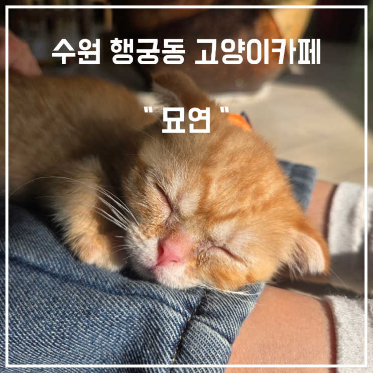  수원 행궁동 고양이카페 묘연 유기묘입양 가능한곳