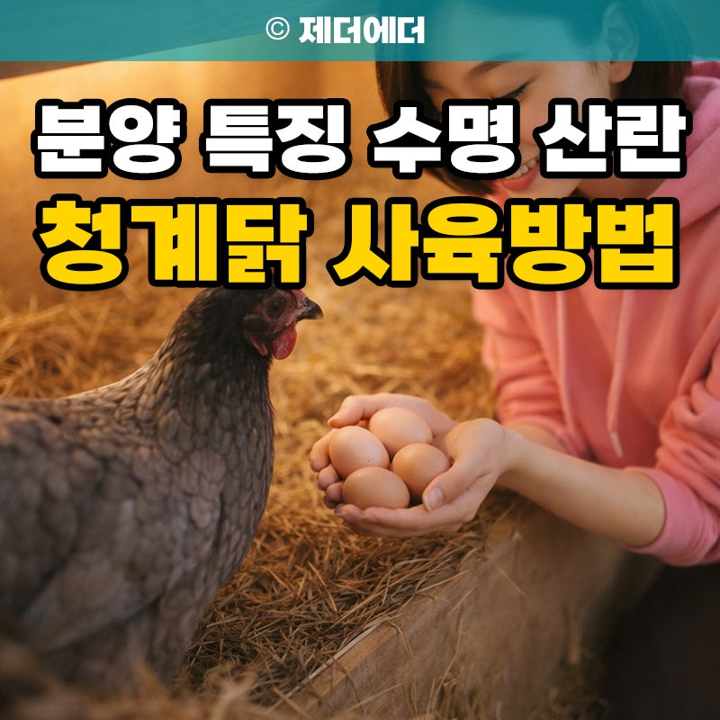 청계닭 특징 가격 유정란 분양 사육방법 수명 산란율