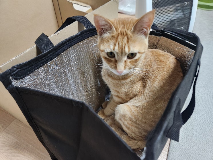  고양이 엉덩이 궁디팡팡 잘못하면 냥펀치 맞는다고?