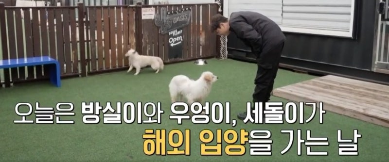 서울 동대문 한복판 옥상 위 70마리 유기견…유기견 보호소 운영비와 반려동물 보험, 현실적....