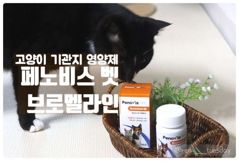 고양이 켁켁거림 기관지 영양제 "페노비스 벳 브로멜라인" 급여후기