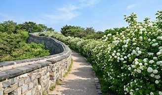  가막살나무 개화시기, 꽃말, 열매, 명소 총정리!!