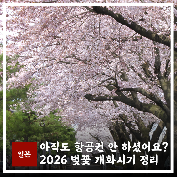  2026 일본 벚꽃 개화시기, 아직도 항공권 안 하셨어요?