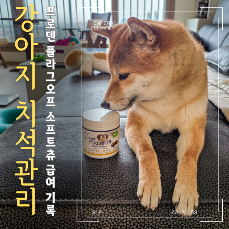  프로덴 플라그오프 소프트츄, 시바견 다온이 치석 관리 루틴 기록