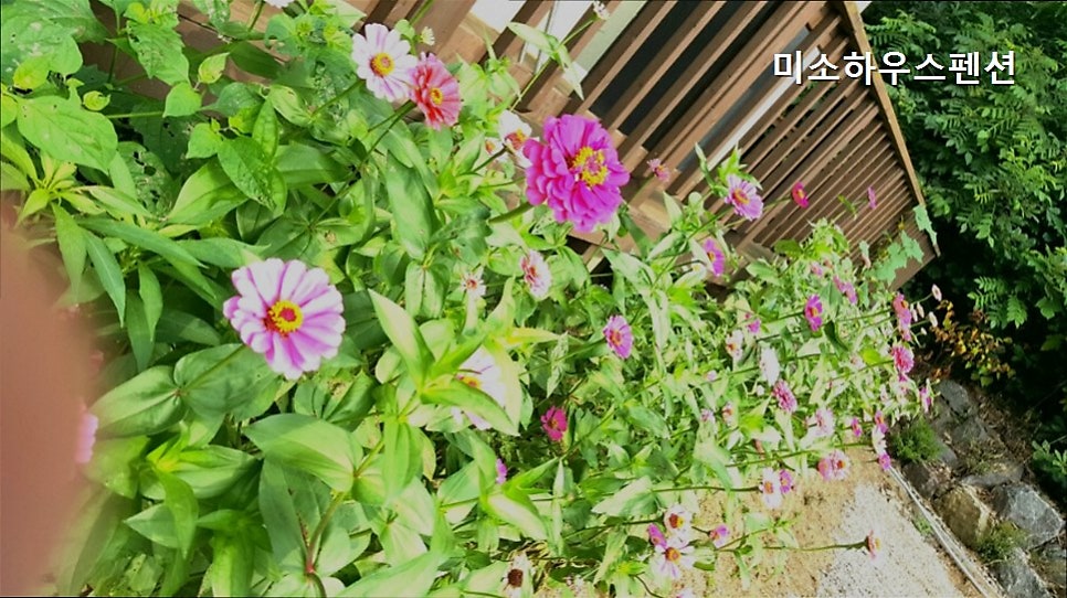 미소하우스펜션 사진 5