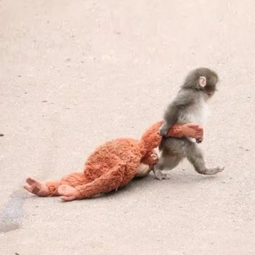  엄마 대신 이케아 인형.. 일본 울린 새끼 원숭이 펀치